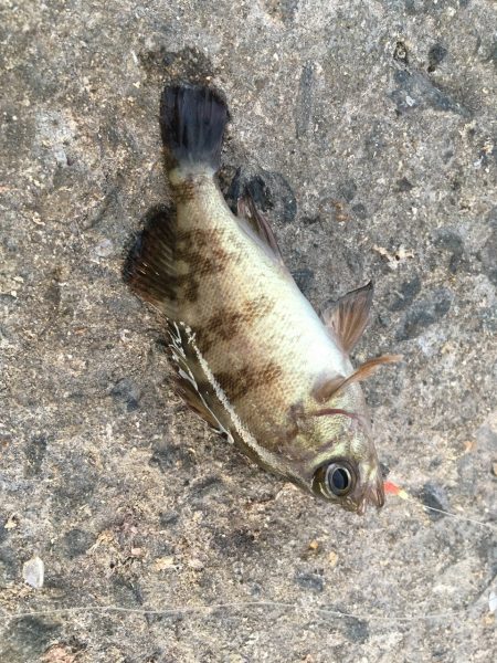 イワシの大群がいるのに釣れない